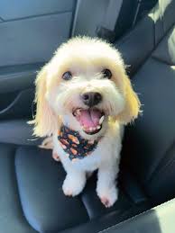 Maltipoo Temperament and Behavior Around Children