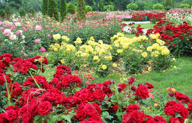 Try dragging an image to the search box. Natural Rose Flower Garden Images