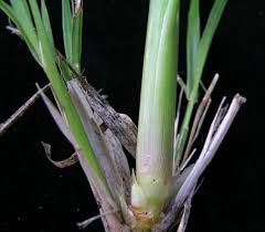 Image result for Chloris gayana