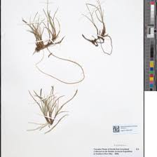 Image result for Xyris capensis