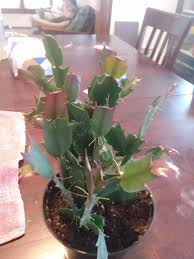How and when to fertilize. My Christmas Cactus Is Producing Entirely Red New Leaves Near The End Of The Stems And The Red Are Getting Dark Red Am I Needing To Fertilize How Do I Fertilize And