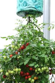 Agar tanaman tomat yang ditanam dapat tumbuh secara maksimal. Ever Tried Growing Tomatoes Upside Down Blog Nurserylive Com Gardening In India