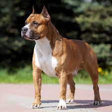 Temperament & intelligence of the american staffordshire terrier. American Staffordshire Terrier Charakter Pflege Passion Hund