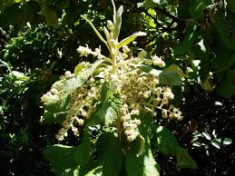 Image result for Tarchonanthus trilobus