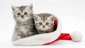 Send free christmas wishes cards to loved ones on birthday & greeting cards by davia. 35 Animals Who Have No Interest In Being Friends With You Page 4 Of 4 Weihnachtskatzen Weihnachten Tiere Niedliche Katzchen