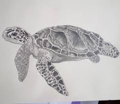 This is really simple, and have a simple base forms too. Amazon Com Camisa Animal Mujer Sea Turtle Art Turtle Drawing Sea Turtle Drawing