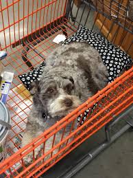 Easy pet friendly apartment search on rent.com®, the internet's #1 apartment listing site. I Work At Home Depot We Re A Pet Friendly Store So People Bring Their Good Boys And Girls All The Time This Is My New Friend Cooper Rarepuppers