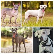 All animals that are rescued and taken into our program the dogs are selected by shelter personnel and volunteer trainers, who test the dogs around other dogs, cats, and people. Six Dogs From Suwannee Hoarder Case Need Special Homes