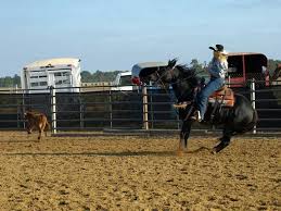 pin on 5wynn horse company pinterest
