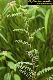 Image result for Phyllanthus pentandrus