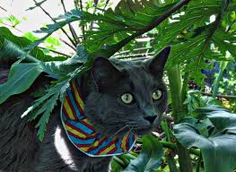 Birdsbesafe Bird Safe Cat Collar Here S Spyder In His Hunting Stance But Easy For Songbirds To See Cats Cat Collars Save Wildlife