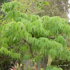 Image result for Brachystegia boehmii