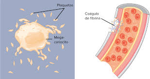 Jan 08, 2020 · plaquetas: Componentes De La Sangre Articulo Khan Academy