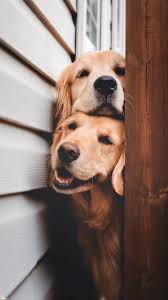Wallpaper 446 Sonia Wincott Wallpaper 446 Duvar Kagitlari Serisi Wallpaper 446 Gorseli Indirmek Icin Ios Ku In 2020 Susseste Haustiere Hund Tumblr Hundebabys