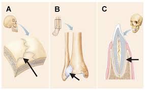 Factors limiting shoulder abduction • inferior glenohumeral ligament • tightness of the inferior joint capsule supporting structures are most lax. Print A P Chapter 8 Joints Flashcards Easy Notecards