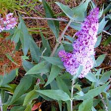 Image result for Buddleja davidii