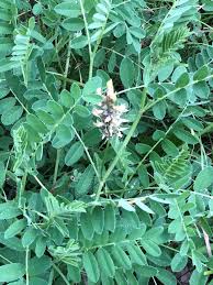 Image result for Cicer