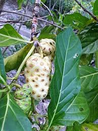 Image result for Morinda lucida
