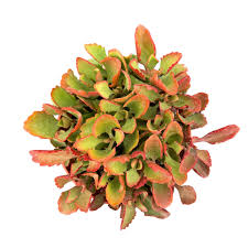 Image result for Kalanchoe sexangularis