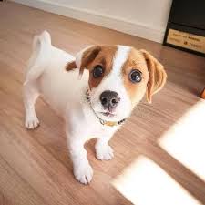 Aug 01, 2021 · ci sono 4.466 offerte di amici animali in adozione a roma (provincia) da allevamenti, negozi, canili, privati, fra le quali trovare quella ideale per te. Regalo Cucciolo Jack Russel Da Privato A Modena Offro Il Mio Jack Russell In Adozione