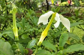 Image result for Tabernaemontana penduliflora