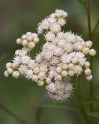 Image result for Microcharis