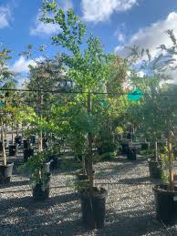 Image result for Acacia podalyriifolia