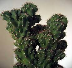 Tengo un árbol grande con flor rojas quisiera saber su nombre no es flaboyan este tiene hojas grande. Algunos Tipos De Cactus Taringa Cactus Cactus Plants Cactus And Succulents