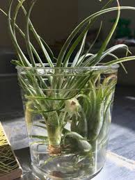 There have been too many times i have heard that garden centers recommend spritzing air plants with water a few times a week. Complete Guide To Air Plants Tillandsia Our House Plants