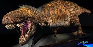 From the latin rēx (king), referring originally to rabbits of the belgian castorrex breed, so named because their fur was similar to that of beavers. World S Most Scientifically Accurate T Rex Model Now On Display In New York