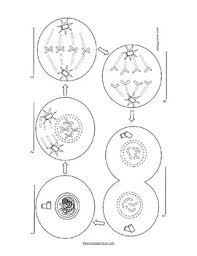 Fill cell membrane coloring worksheet, edit online. Mitosis Coloring Key By Biologycorner Teachers Pay Teachers