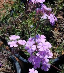 Image result for Vandellia subracemosa