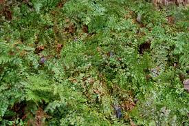 Image result for Adiantum schweinfurthii