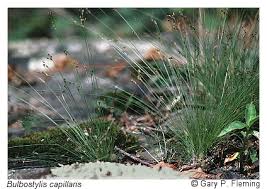 Image result for Bulbostylis