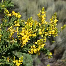 Image result for Adenocarpus