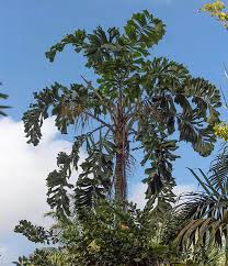 Image result for Aiphanes horrida