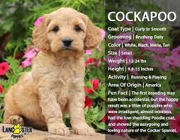 Cockapoo puppies ready virginia, virginia beach. Trained Cockapoo For Sale Cheap Buy Online