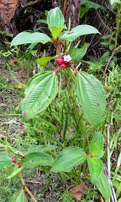 Image result for Tristemma