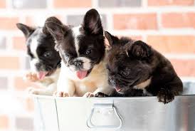 Producing bulldogs with beautiful confirmation and health since 2001. Fluffy Frenchies Texas French Bulldogs Facebook