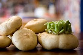 Rape Provatele Con La Salsiccia Slow Food Buono Pulito E Giusto