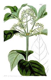 Image result for Psychotria bugoyensis
