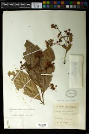 Image result for Campylospermum vogelii