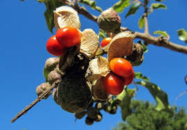 Image result for Bersama lucens