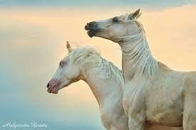 malgorzata kuriata fotografia milky way i hart wlasnosc justyna adamczyk