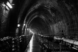 Mushroom Tunnel In An Old Railway Tunnel Under Bowral Mittagong Secret Tunnel Underground Stuffed Mushrooms