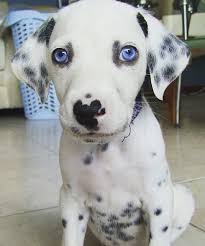 Black And White Spotted Dog With Blue Eyes Puppy Today On Twitter Cute Animals Cute Baby Animals Puppies