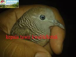 Perkutut ini mempunyai jambul dibagian kepala. Arti Katuranggan Berdasarkan Bentuk Fisik Burung Perkutut Perkutut Nusantara