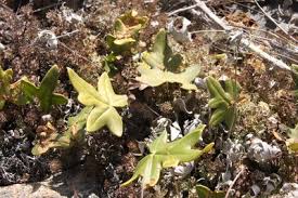 Image result for Maerua descampsii