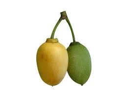 Image result for Berchemia discolor