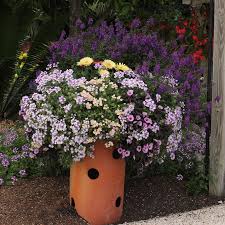 Image result for sanvitalia combine in pots